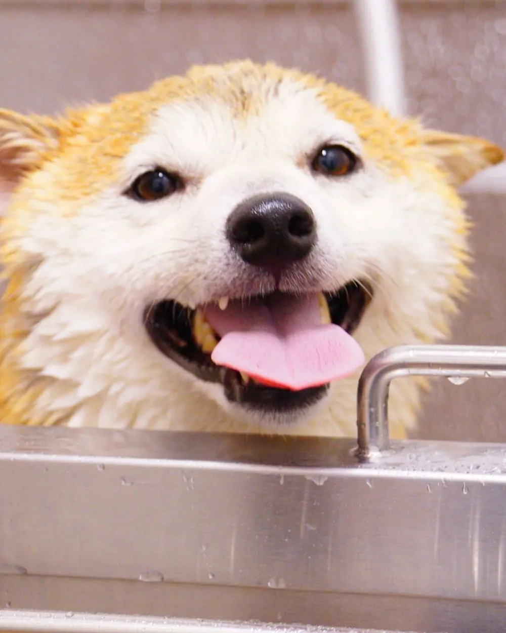 Cachorro de pelo claro dentro da banheira, com a água caindo e a língua de fora