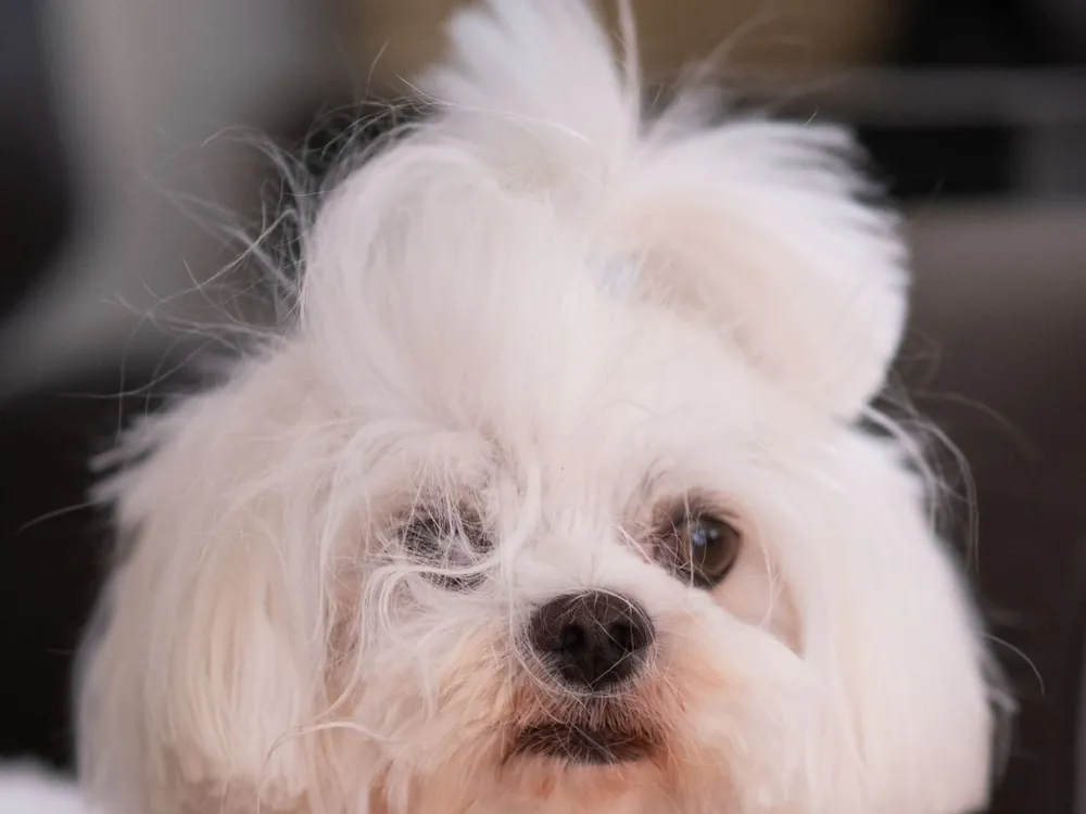 Cachorro branco de pelo comprido, recém tosado, olhando para a frente