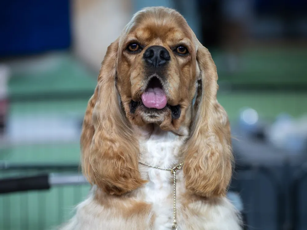 Cachorro de orelhas compridas com o pelo escovado e brilhando