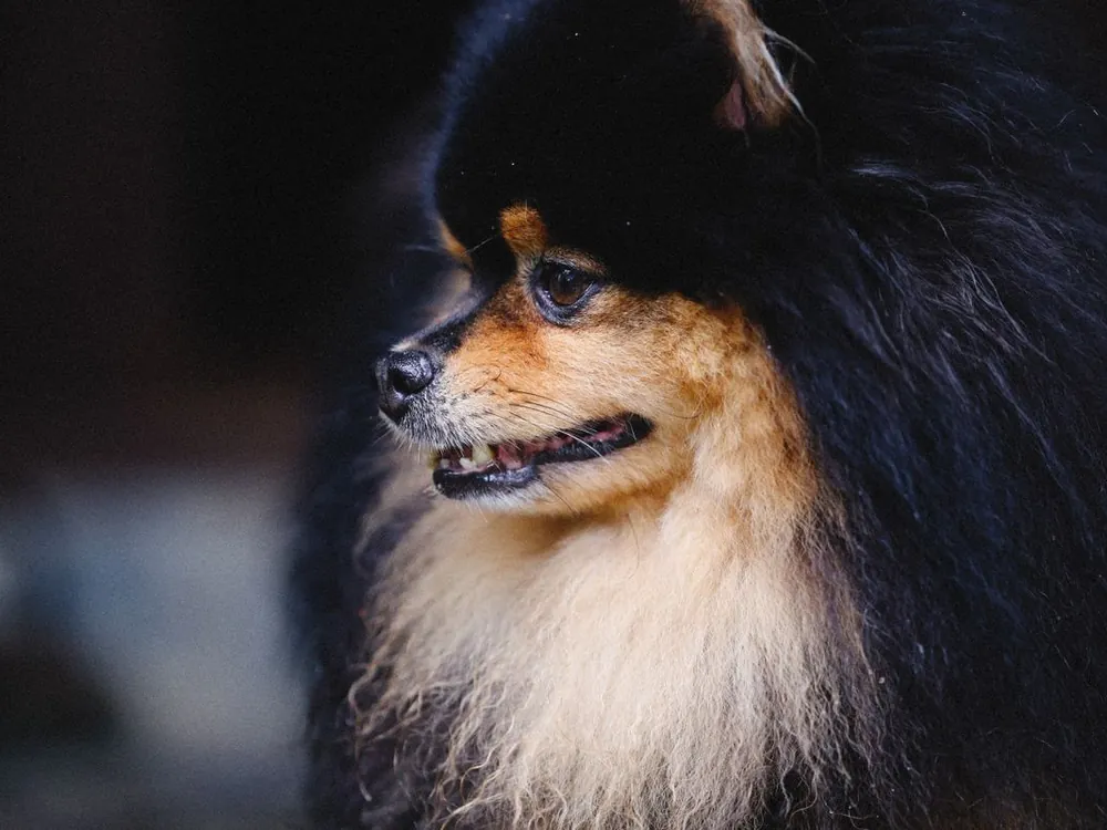 Cachorro de pelo cheio e escuro, visto de lado, com o pelo solto