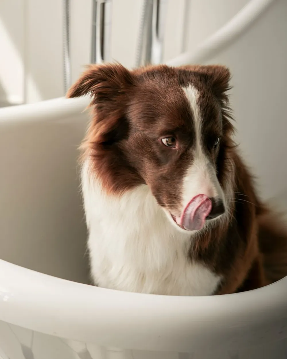 Cachorro marrom e branco sentado dentro de uma banheira, lambendo o focinho