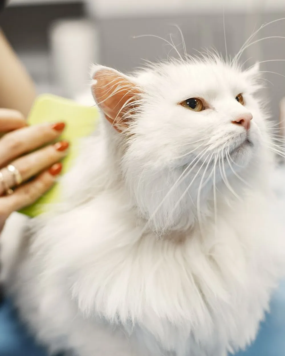Gato branco de pelo comprido sendo escovado com cuidado