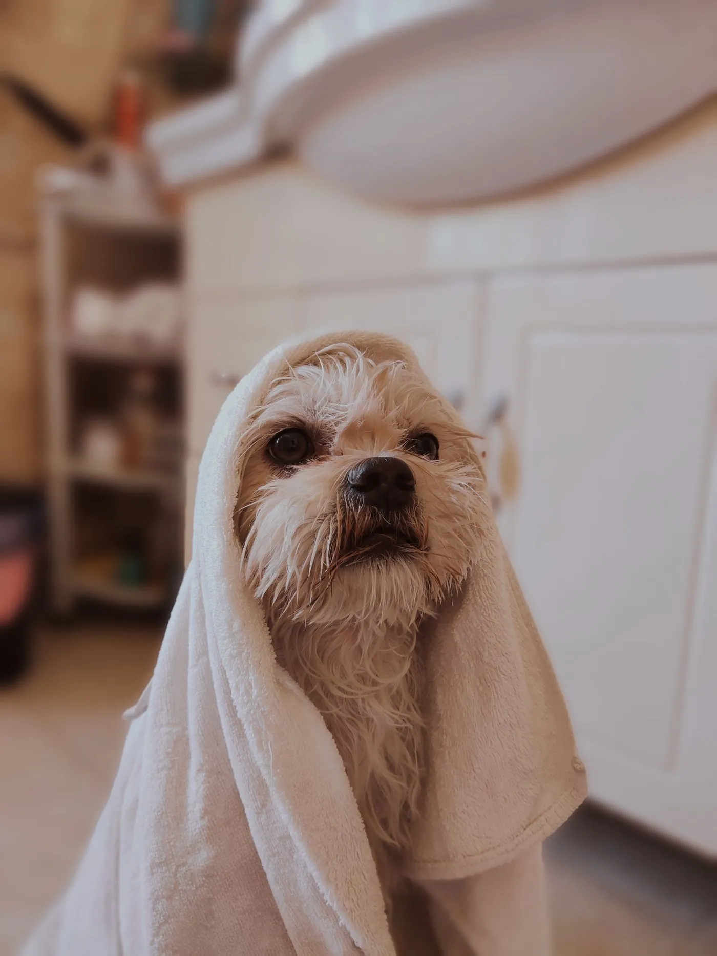 Cachorro pequeno de pelo claro enrolado numa toalha logo depois do banho, olhando para a frente