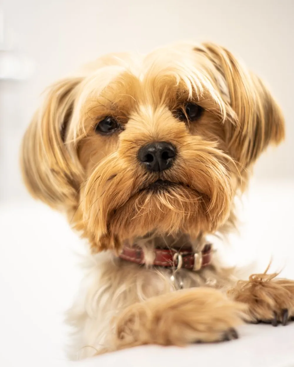 Cachorro pequeno de pelo dourado apoiado na borda da banheira, limpo e sequinho