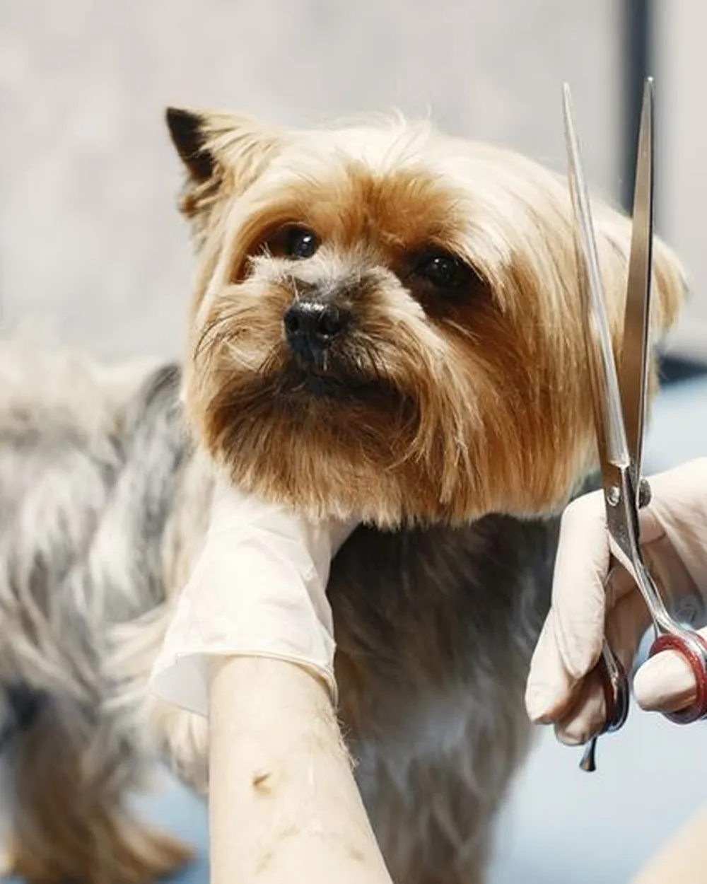 Cachorro de pelo comprido sendo tosado com tesoura em cima da mesa, quieto